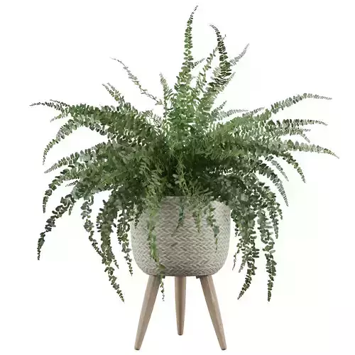 Fern in biedge pot 3D model