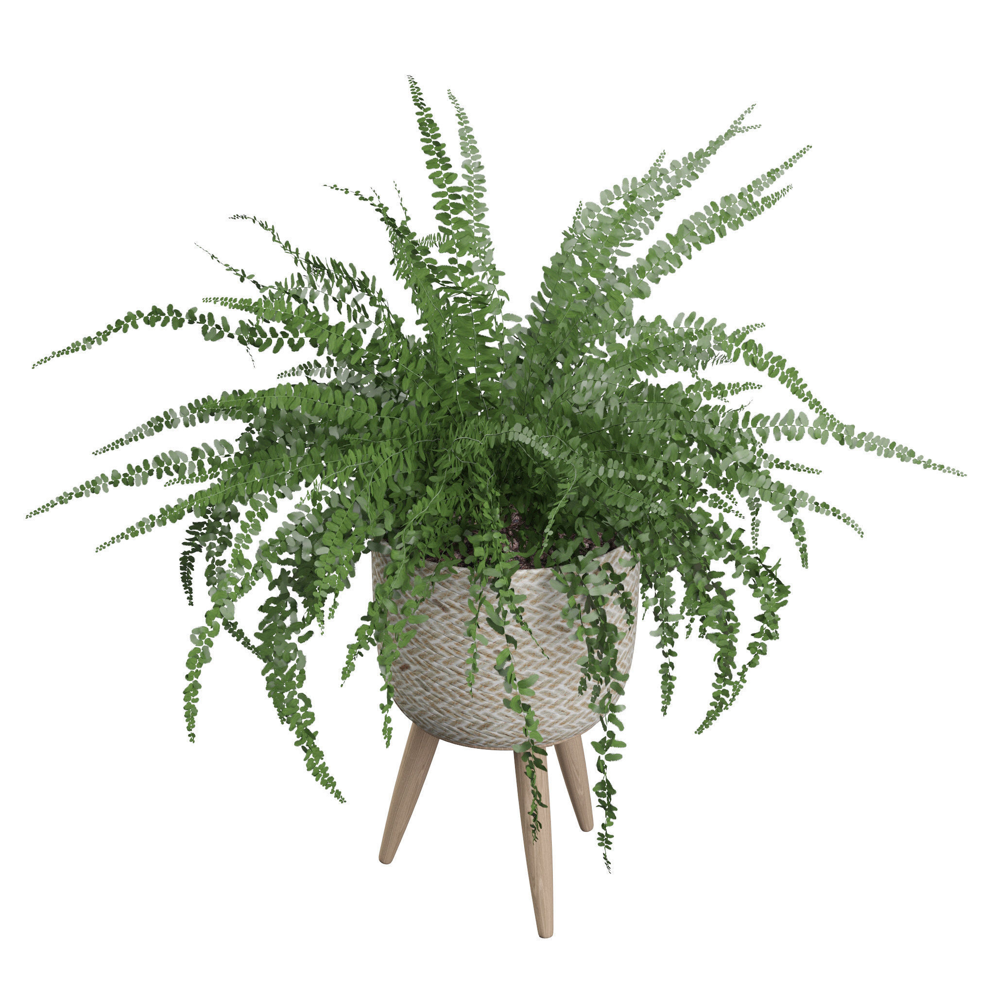 Fern in biedge pot 3D model_2