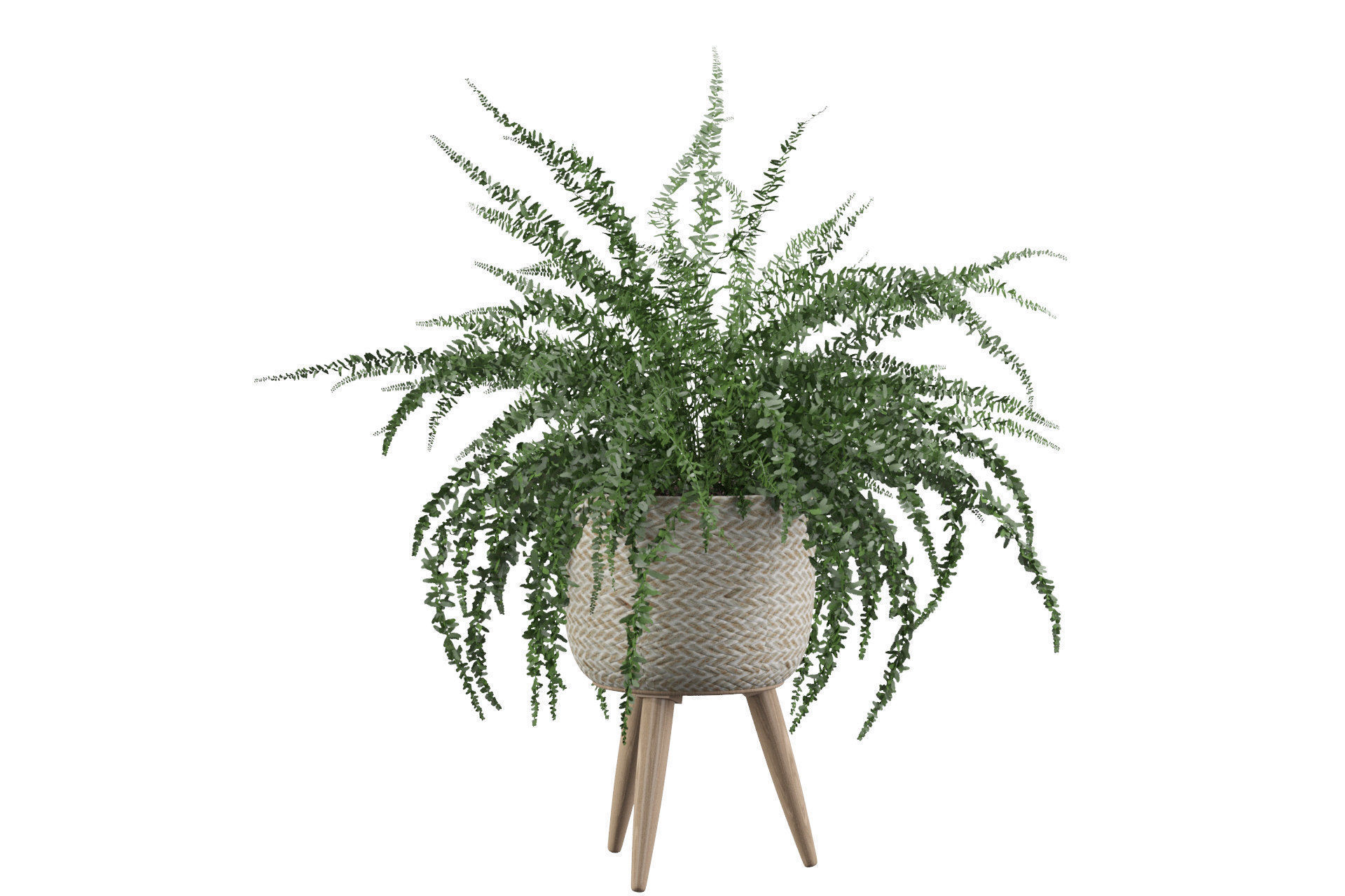 Fern in biedge pot 3D model_24