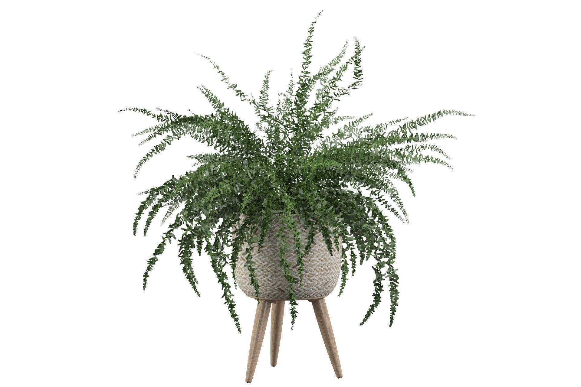 Fern in biedge pot 3D model_8