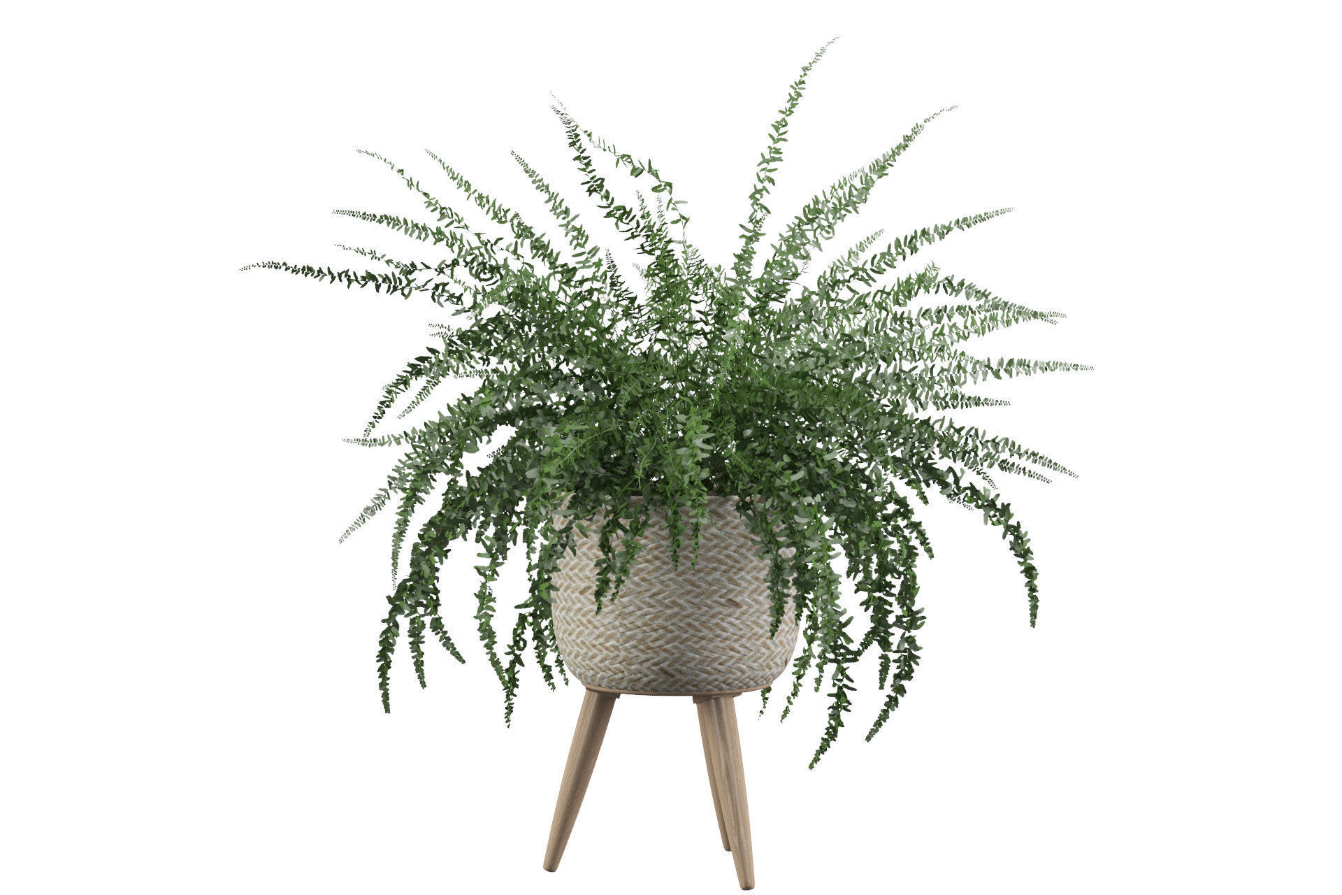Fern in biedge pot 3D model_20