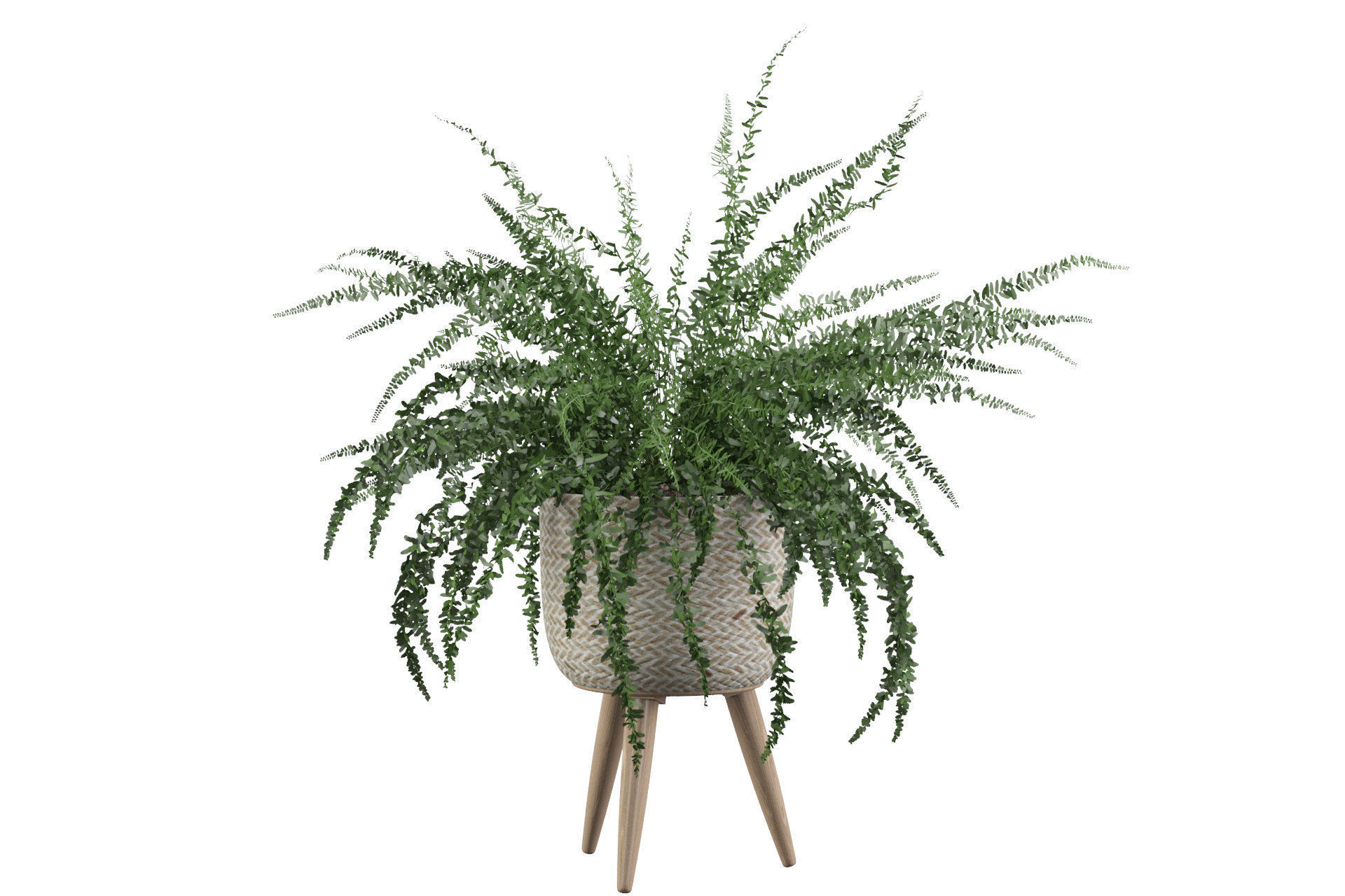 Fern in biedge pot 3D model_13