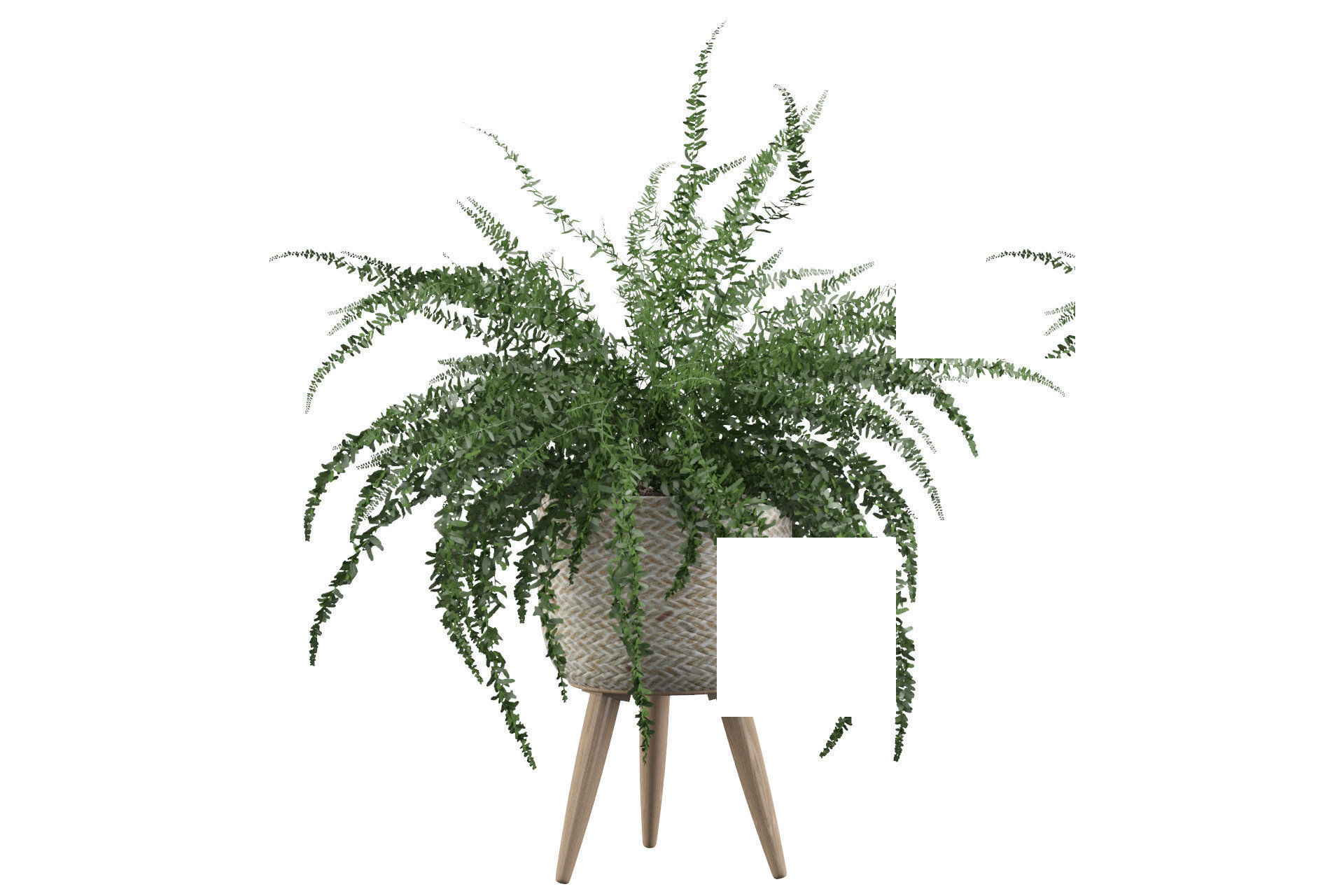 Fern in biedge pot 3D model_11