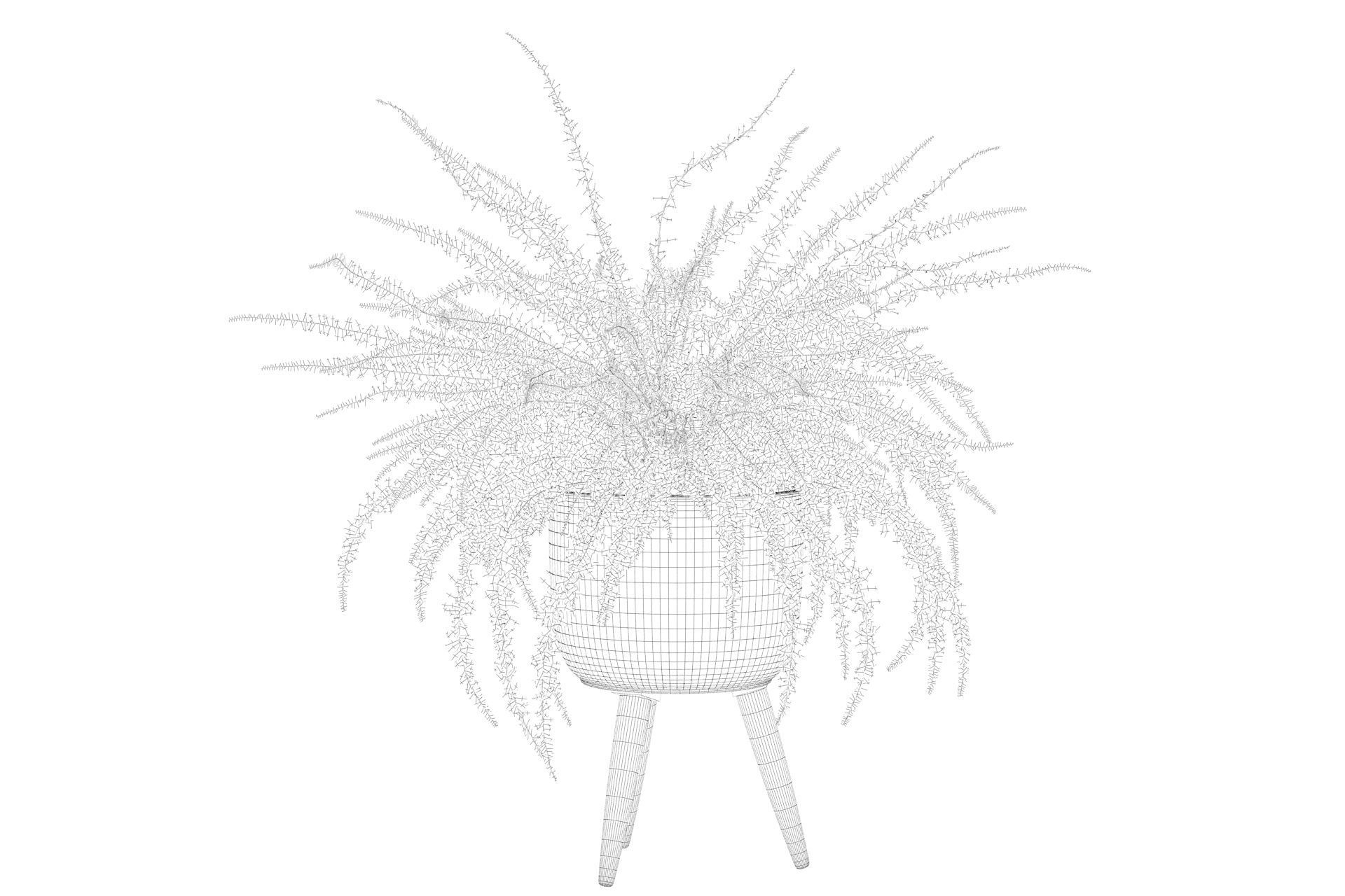 Fern in biedge pot 3D model_4