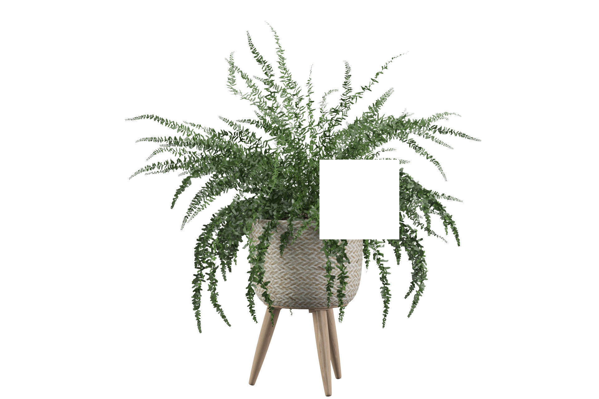 Fern in biedge pot 3D model_29