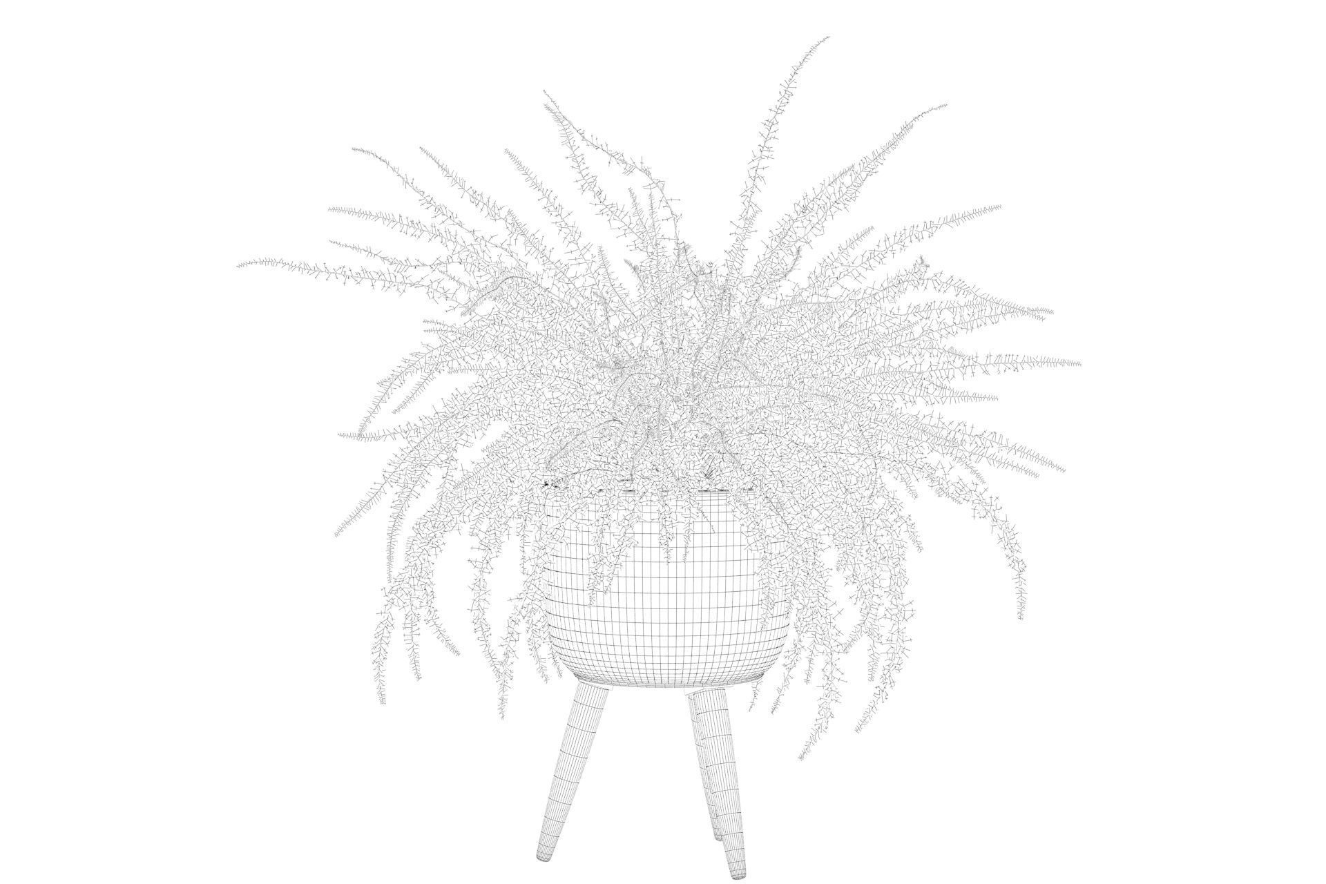 Fern in biedge pot 3D model_3