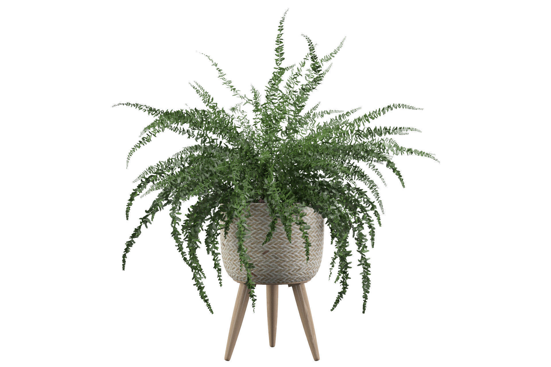 Fern in biedge pot 3D model_17