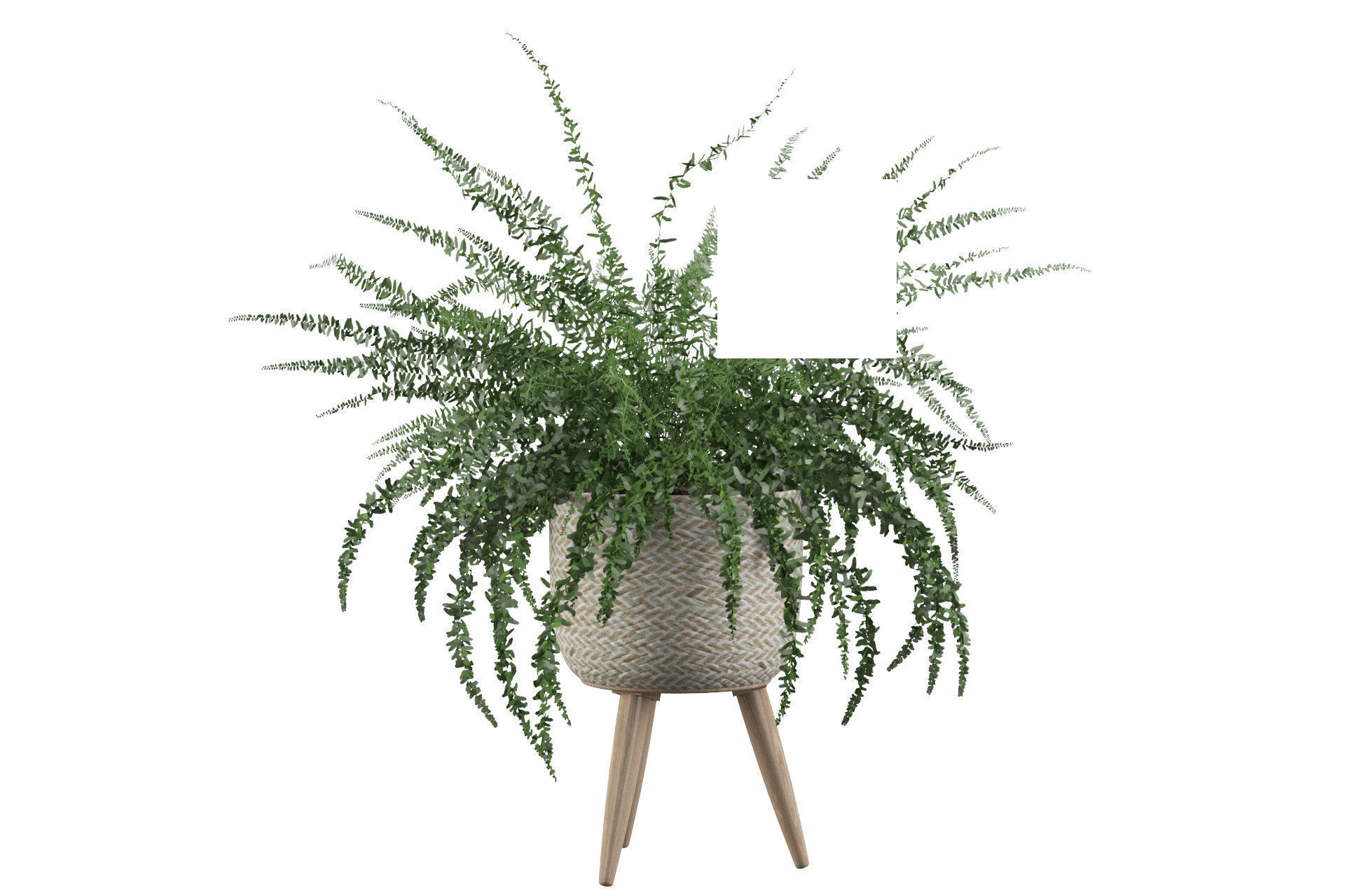 Fern in biedge pot 3D model_21