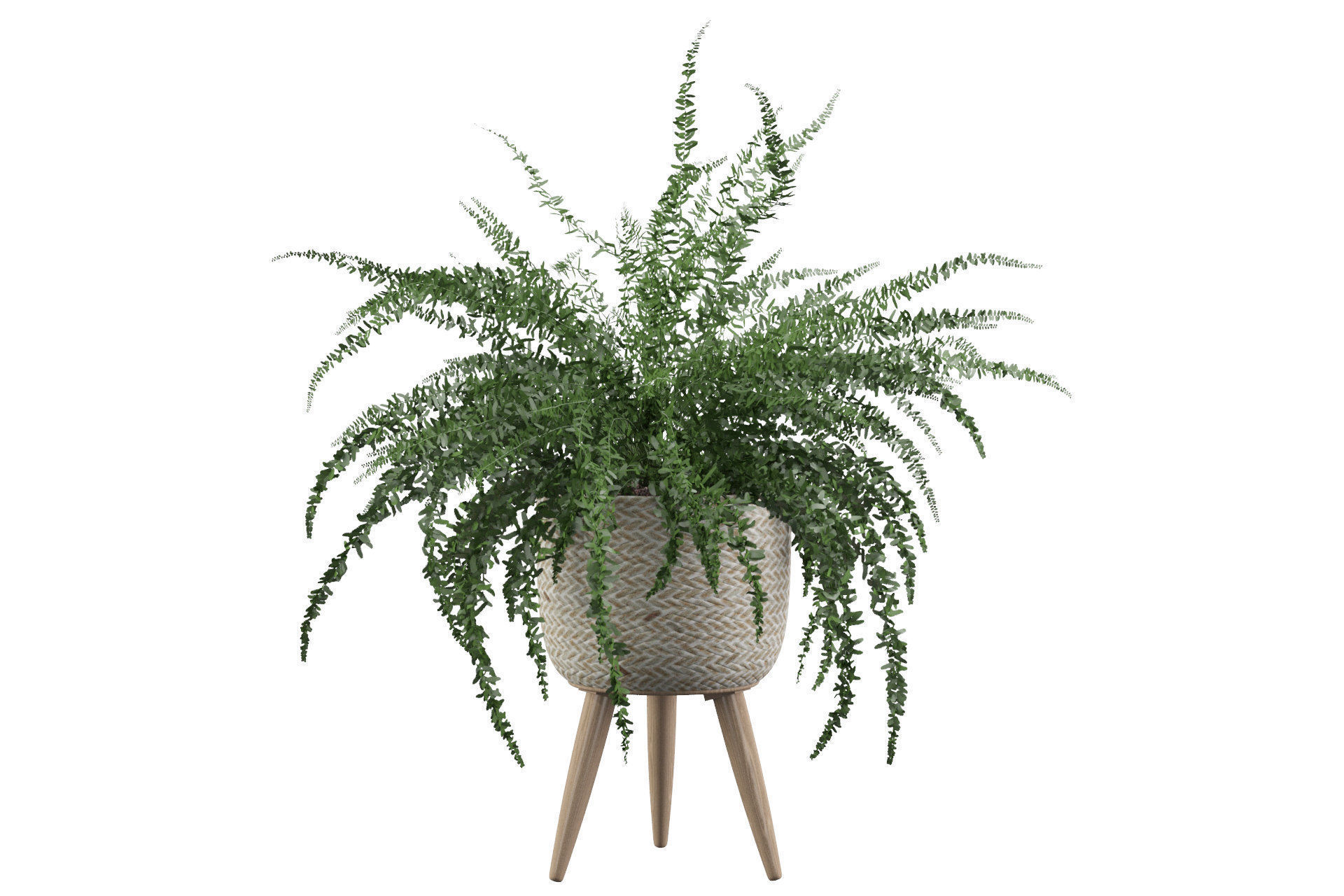 Fern in biedge pot 3D model_9