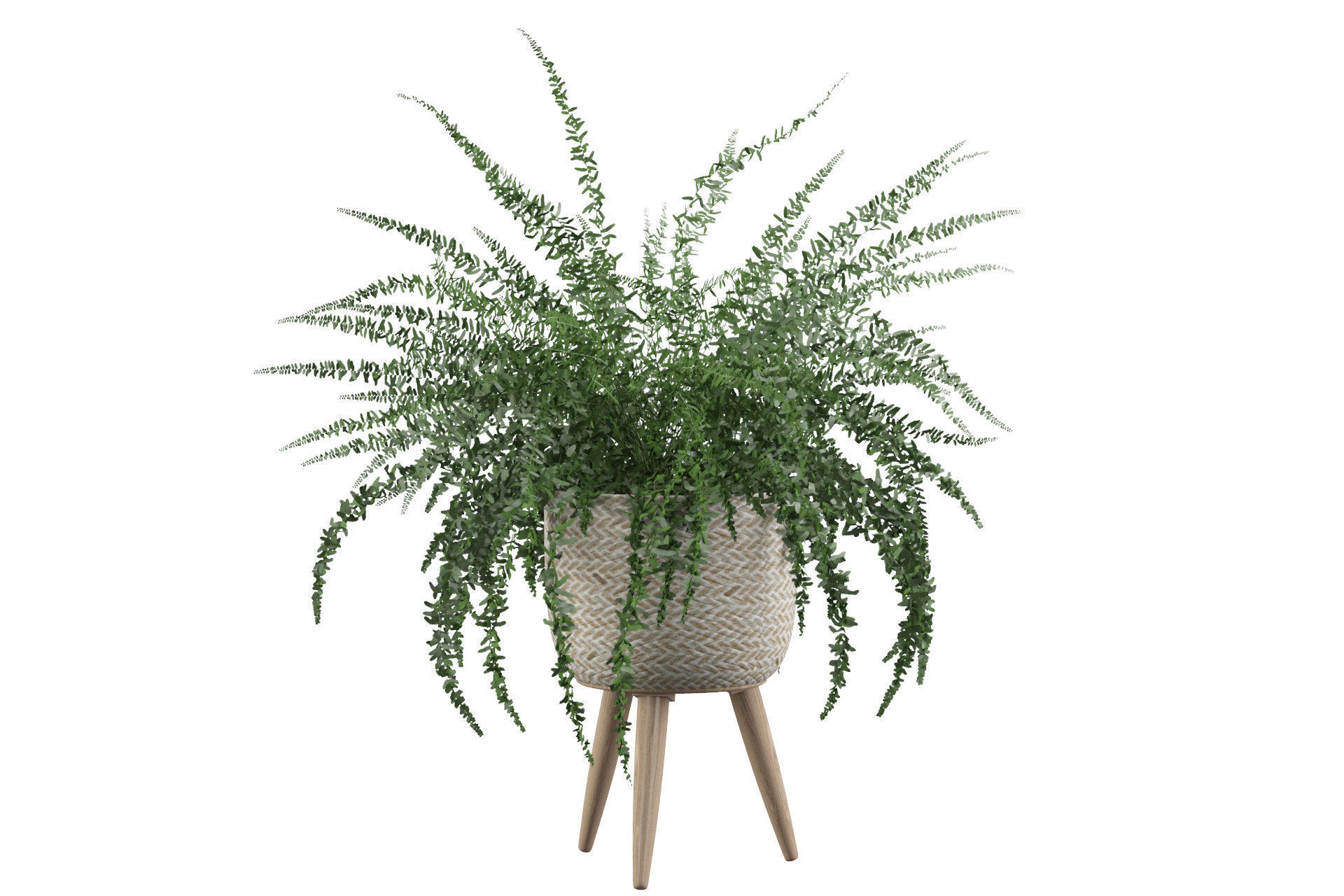 Fern in biedge pot 3D model_23