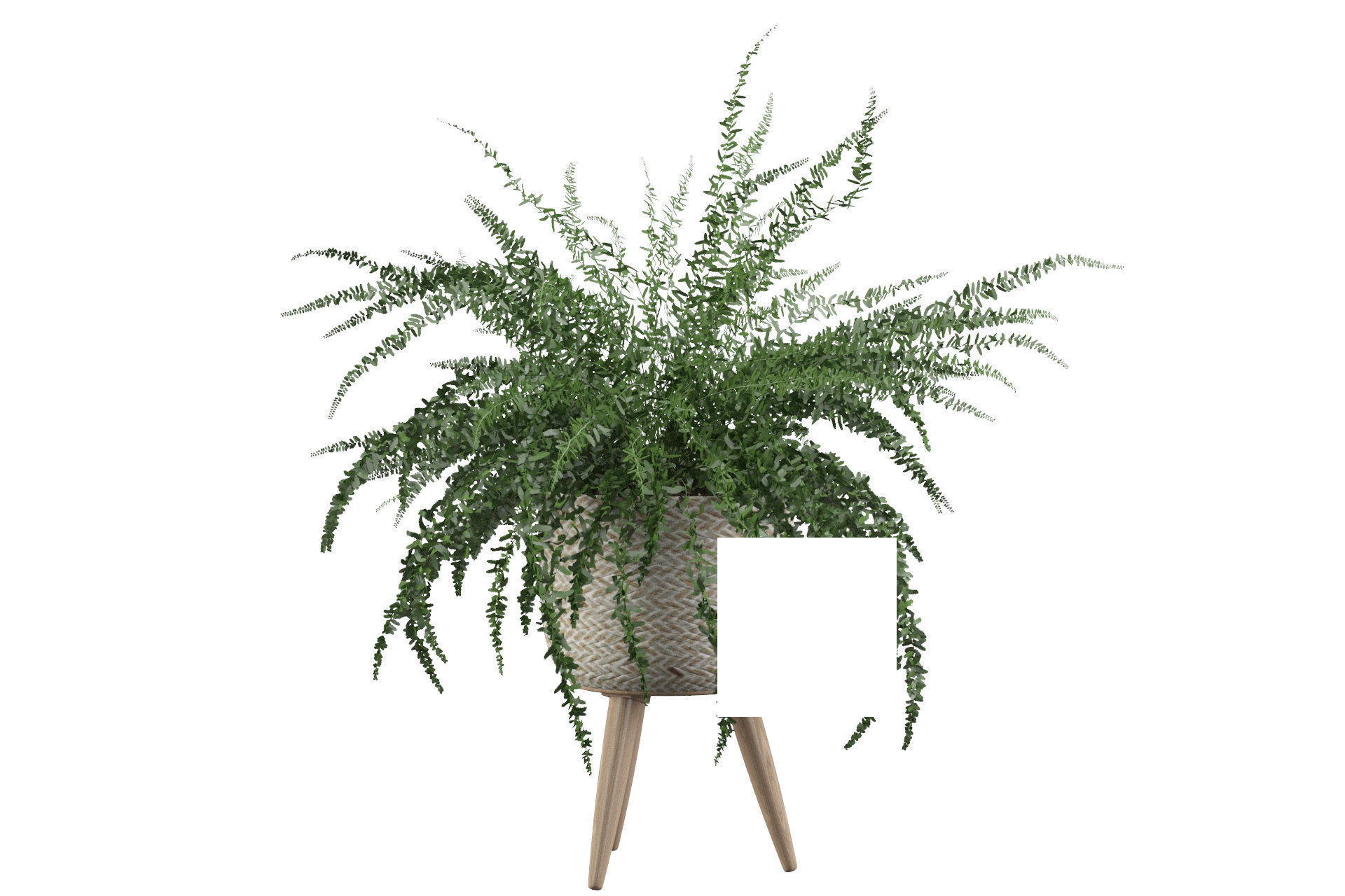 Fern in biedge pot 3D model_7