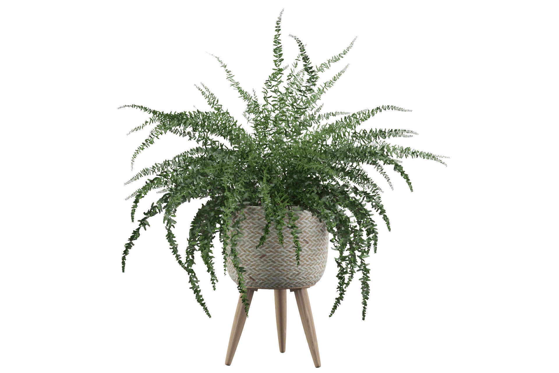 Fern in biedge pot 3D model_26