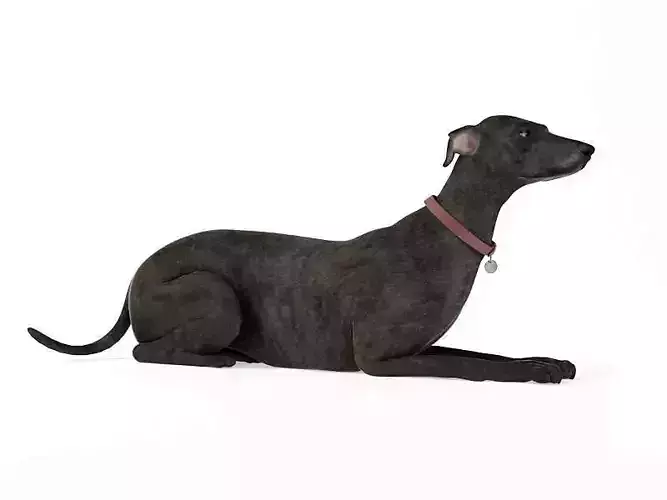 Black Greyhound Dog