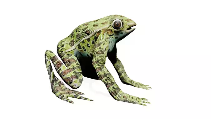 GREEN FROG