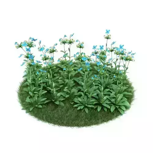 Patch Of Himalayan Blue Poppy Flowers 3D model