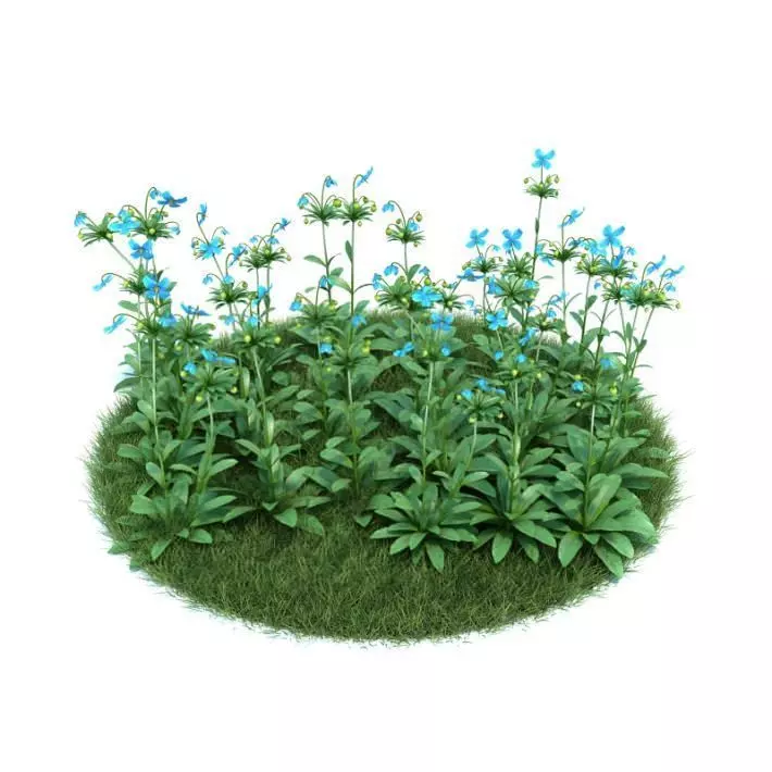 Patch Of Himalayan Blue Poppy Flowers 3D model_0
