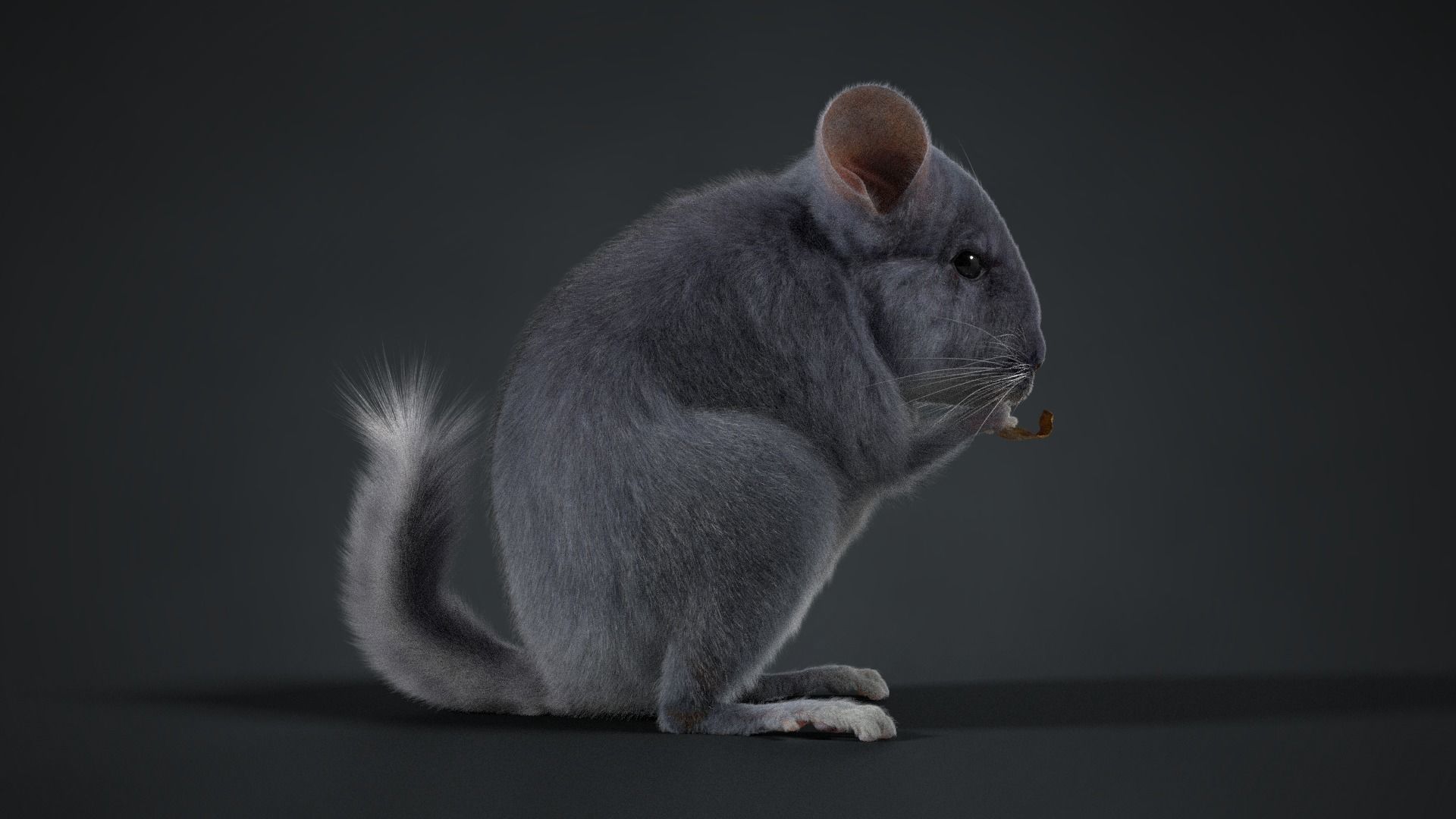 Chinchilla Rigged VFX Grace 3D model_5
