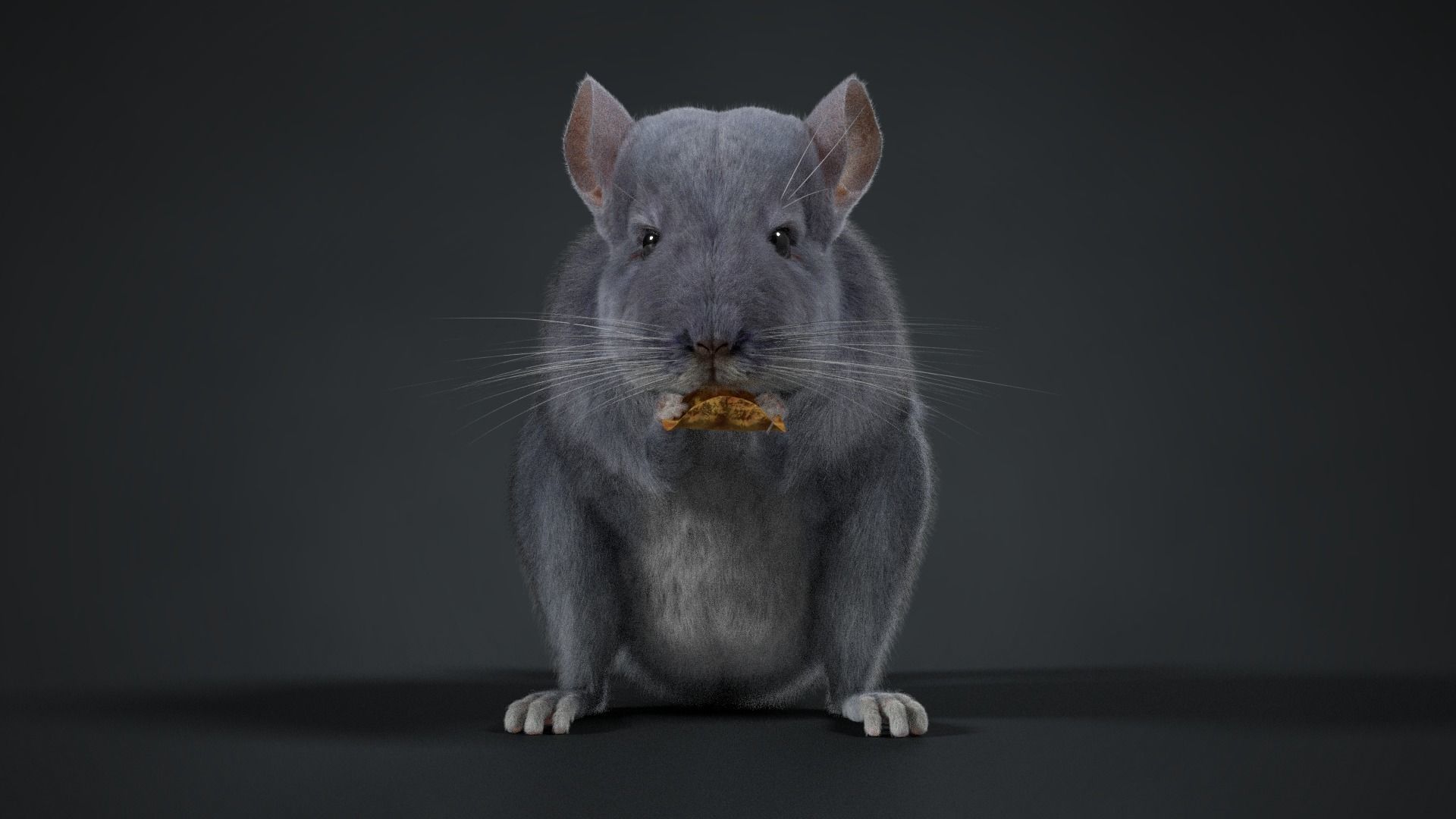Chinchilla Rigged VFX Grace 3D model_4