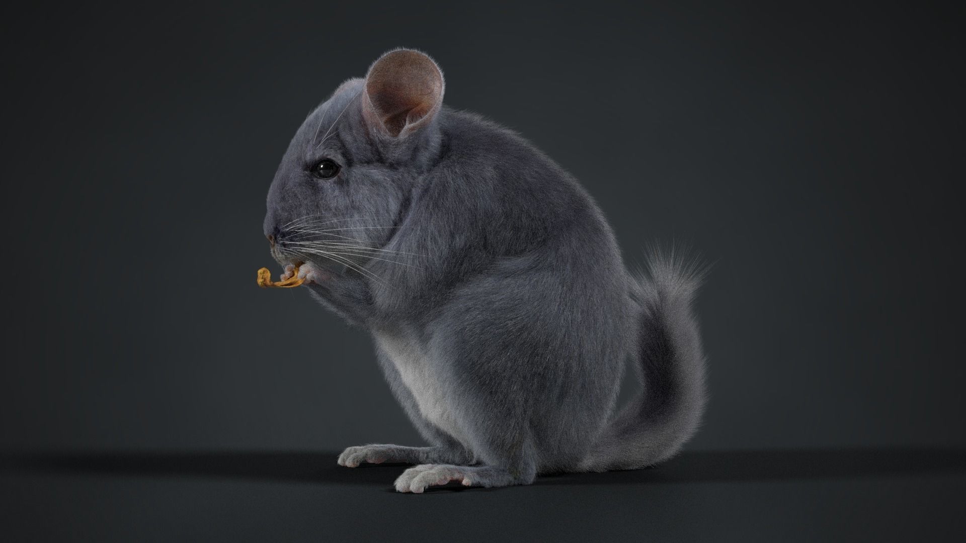 Chinchilla Rigged VFX Grace 3D model_7