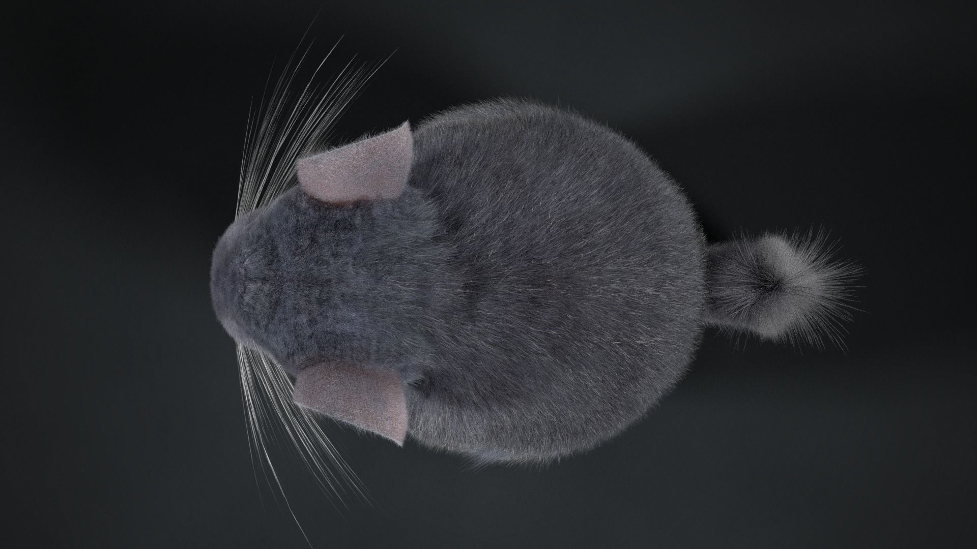 Chinchilla Rigged VFX Grace 3D model_8