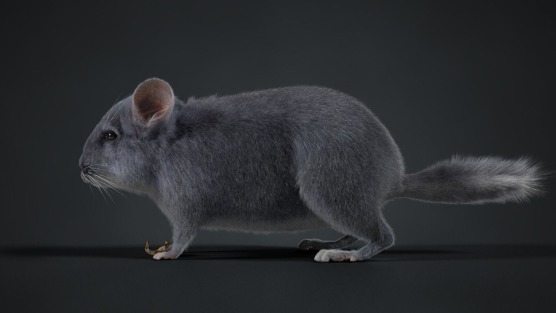 Chinchilla Rigged VFX Grace 3D model_9