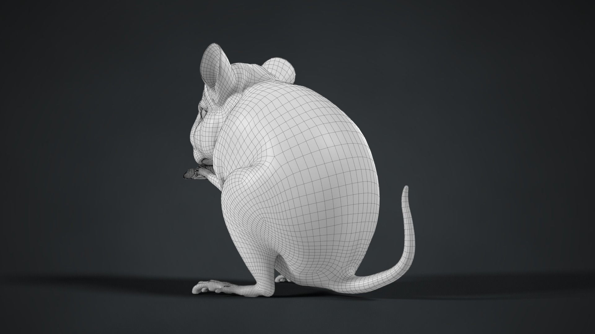 Chinchilla Rigged VFX Grace 3D model_14