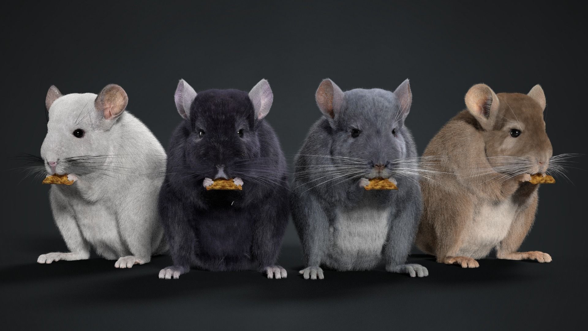 Chinchilla Rigged VFX Grace 3D model_2