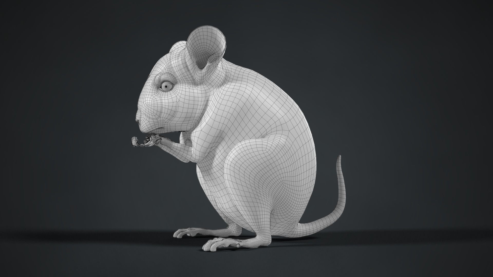 Chinchilla Rigged VFX Grace 3D model_16