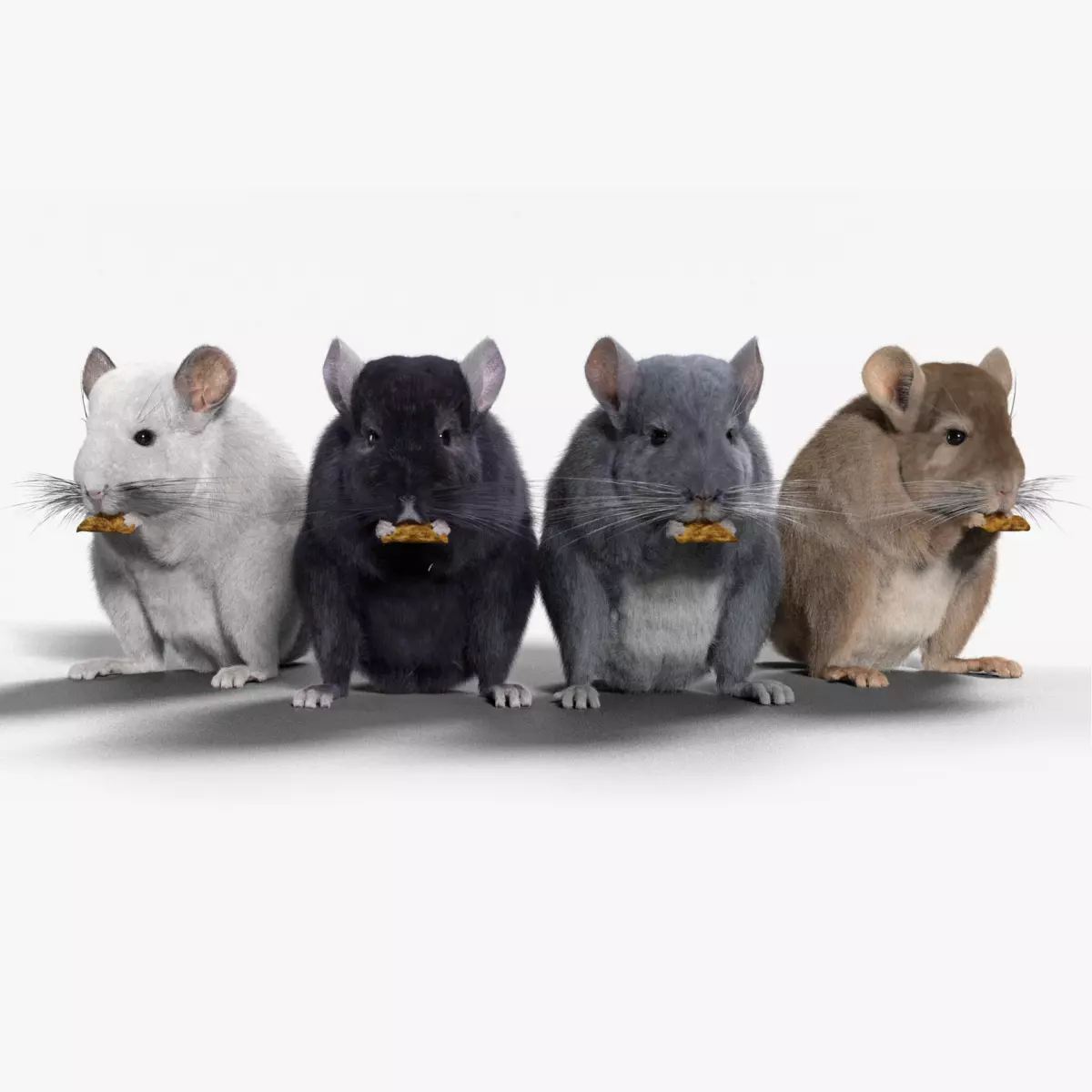 Chinchilla Rigged VFX Grace 3D model_0
