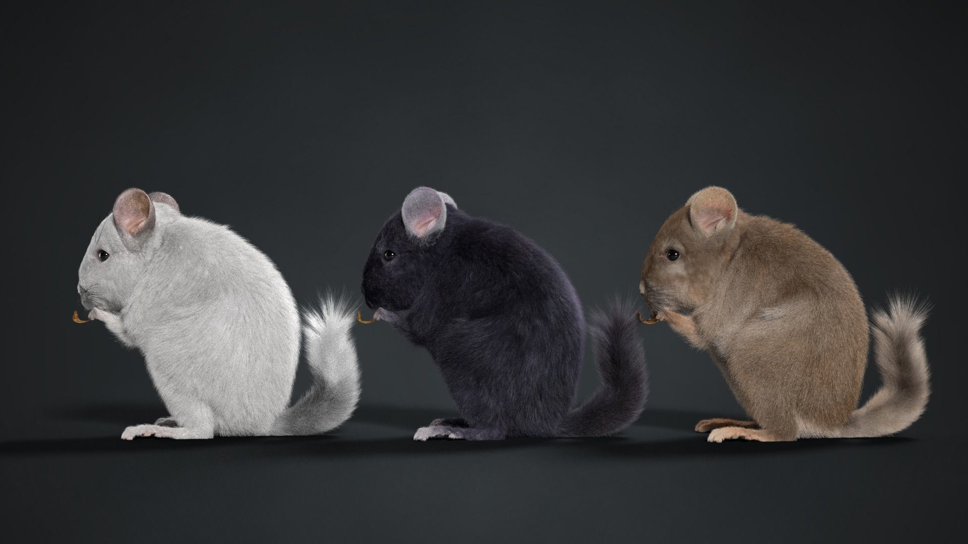 Chinchilla Rigged VFX Grace 3D model_3