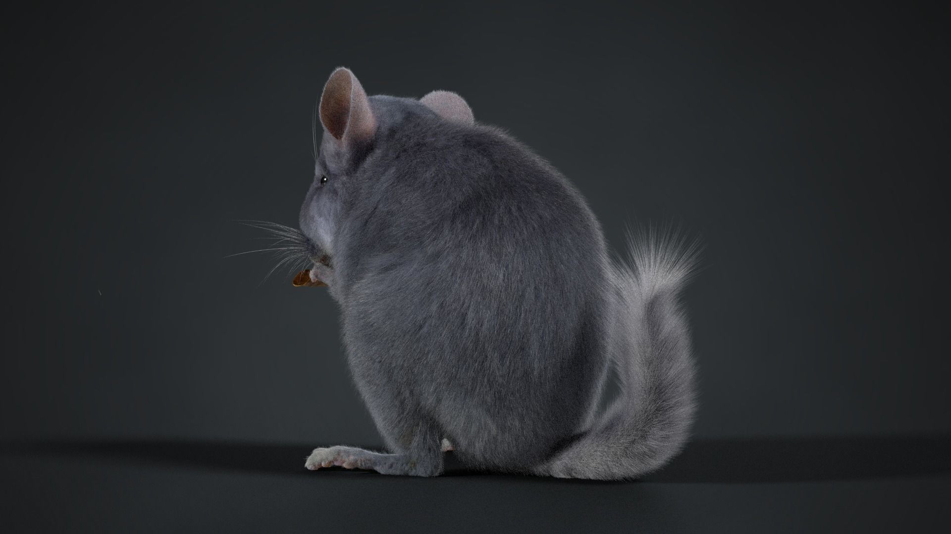 Chinchilla Rigged VFX Grace 3D model_6