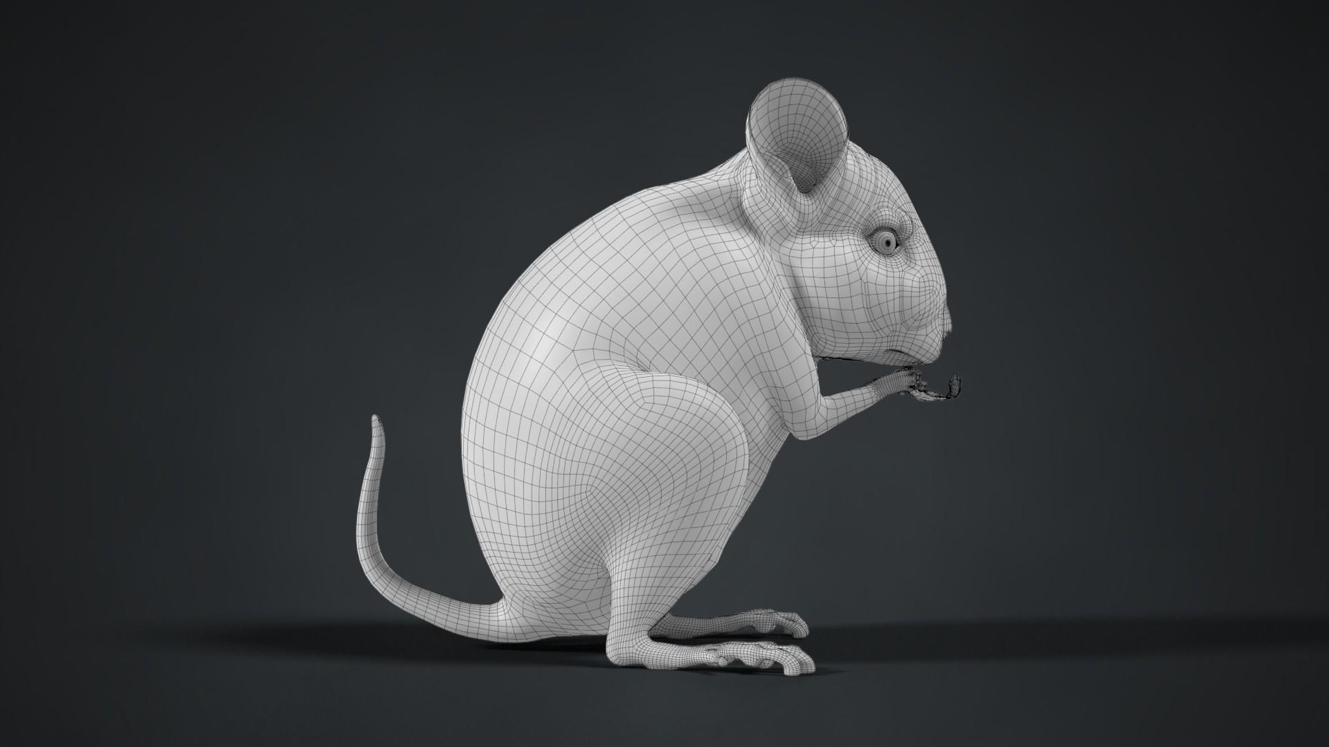 Chinchilla Rigged VFX Grace 3D model_15