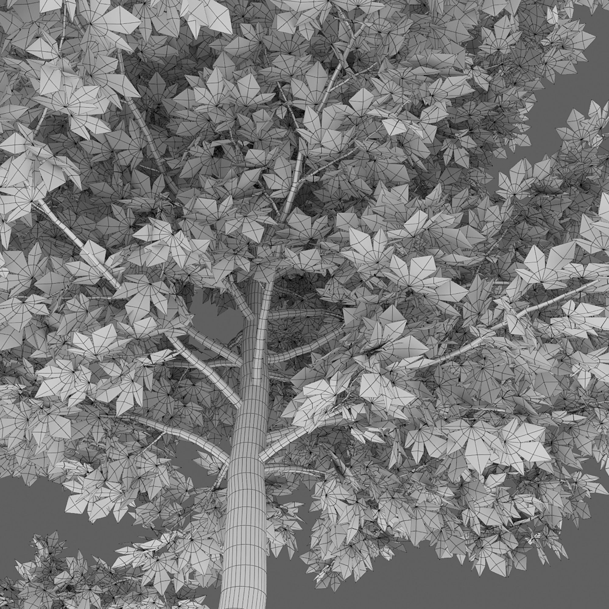 Acer saccharinum 03 3D model_7
