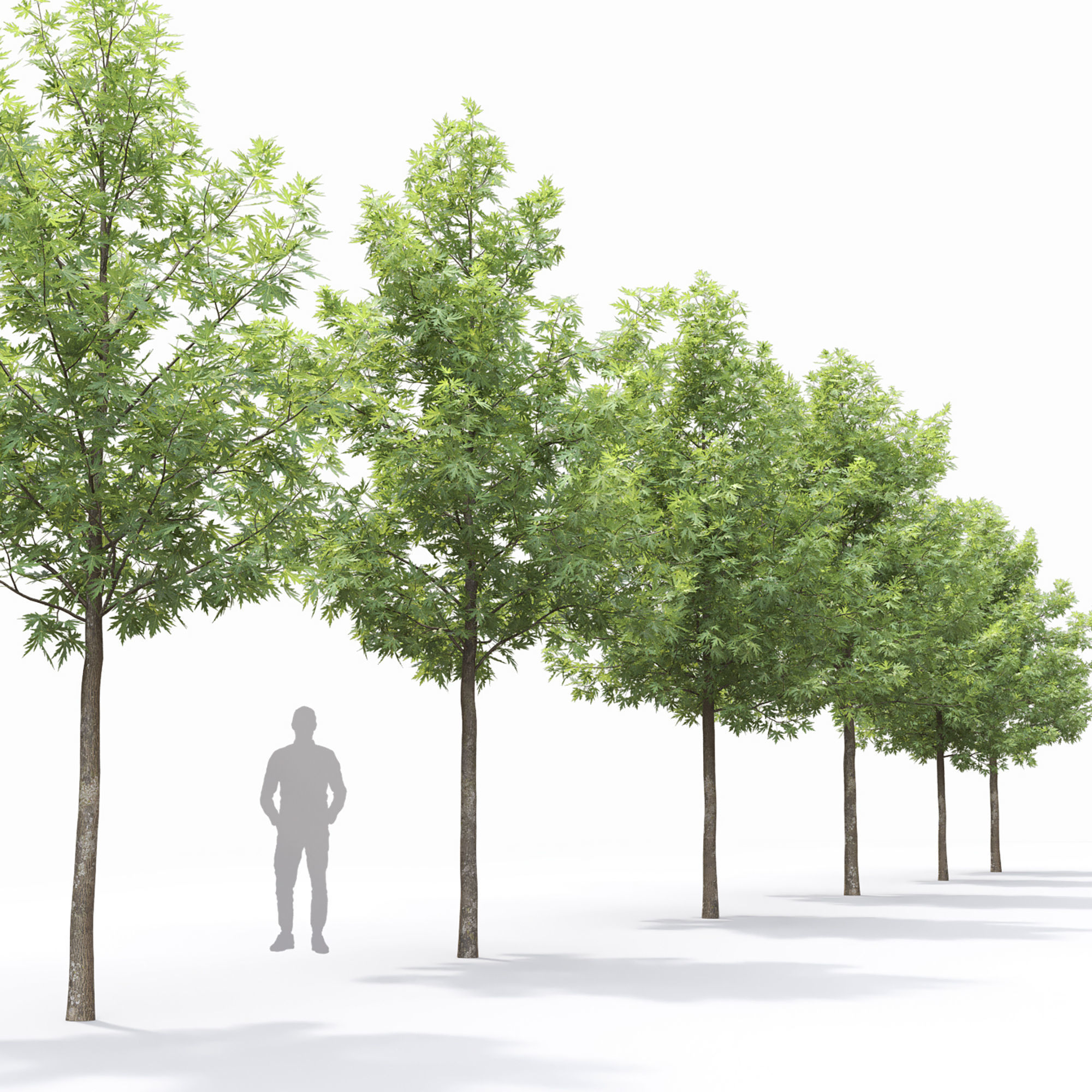 Acer saccharinum 03 3D model_1