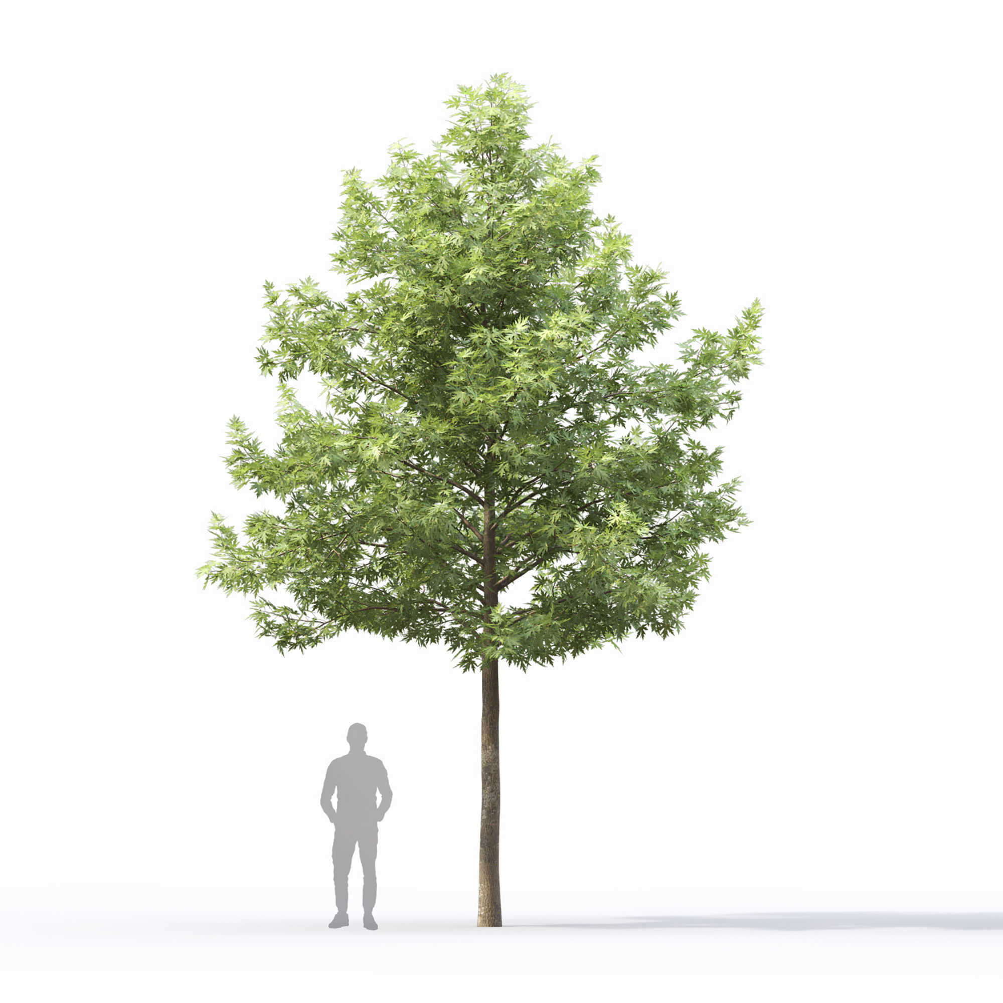 Acer saccharinum 03 3D model_2