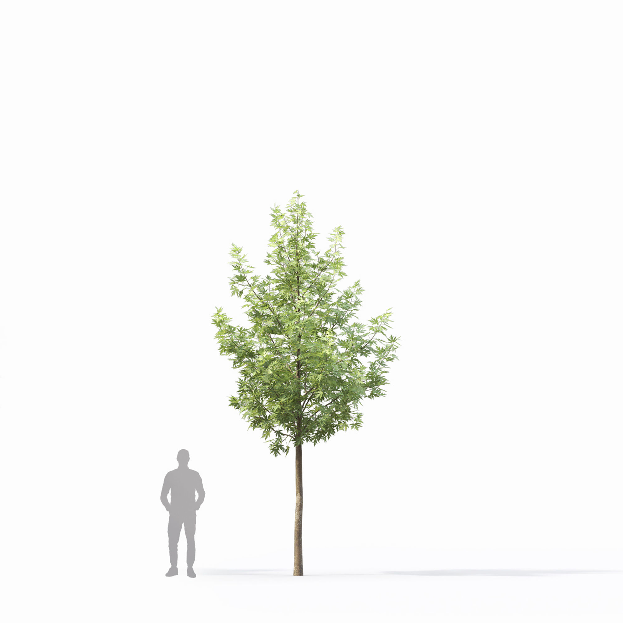 Acer saccharinum 03 3D model_5