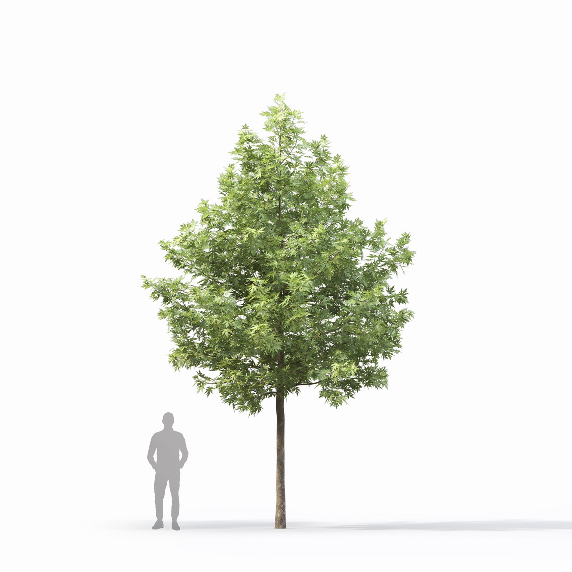 Acer saccharinum 03 3D model_3
