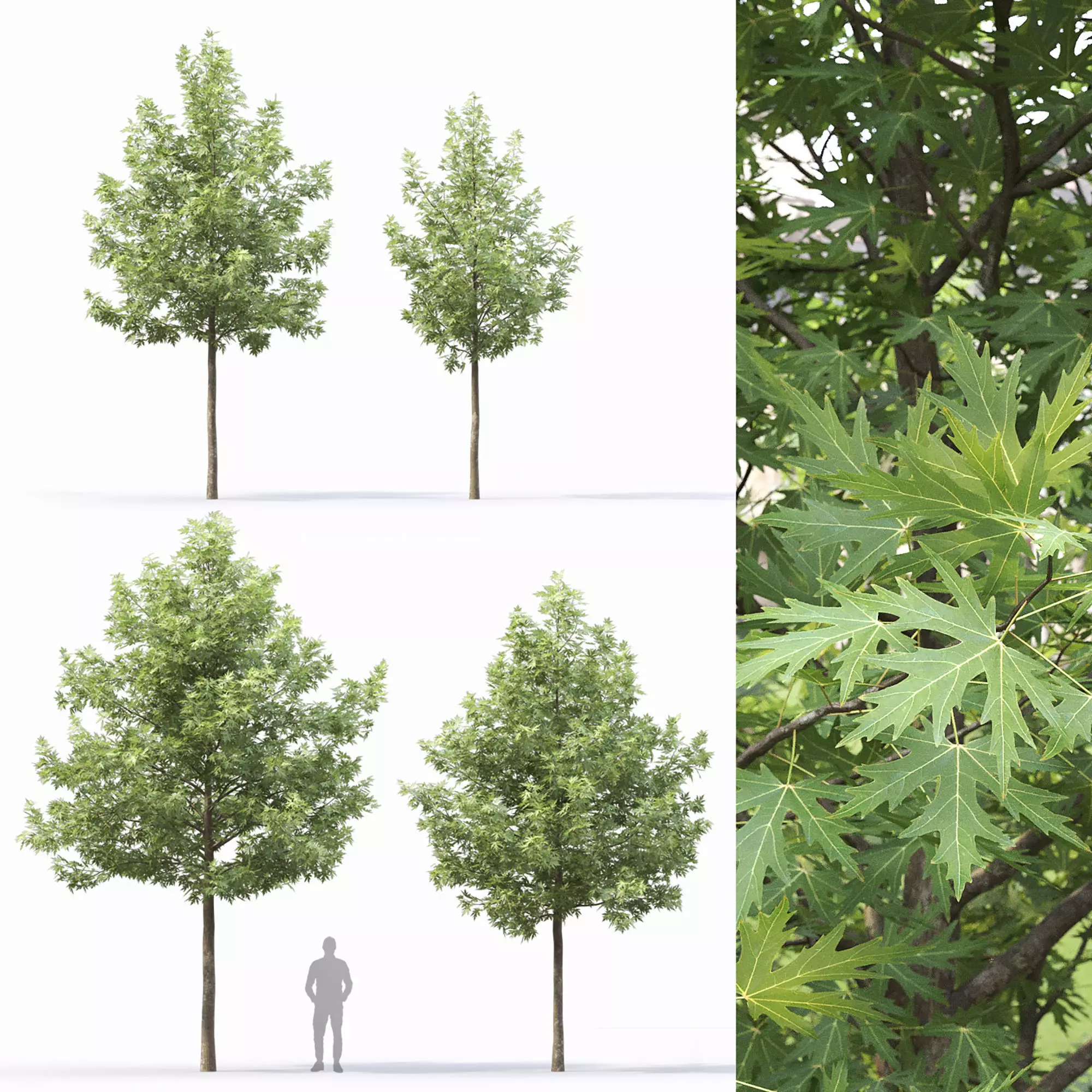 Acer saccharinum 03 3D model_0