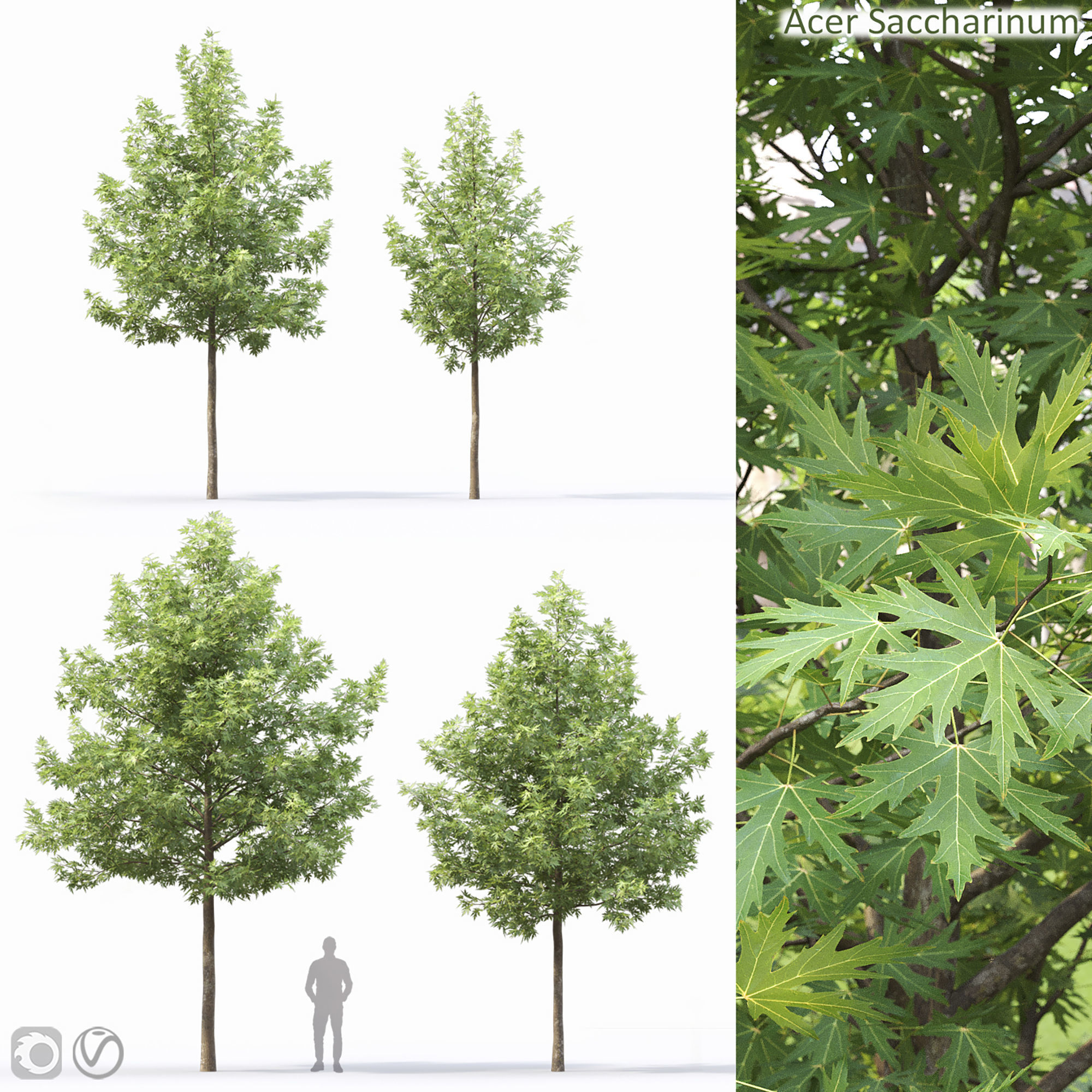 Acer saccharinum 03 3D model_6