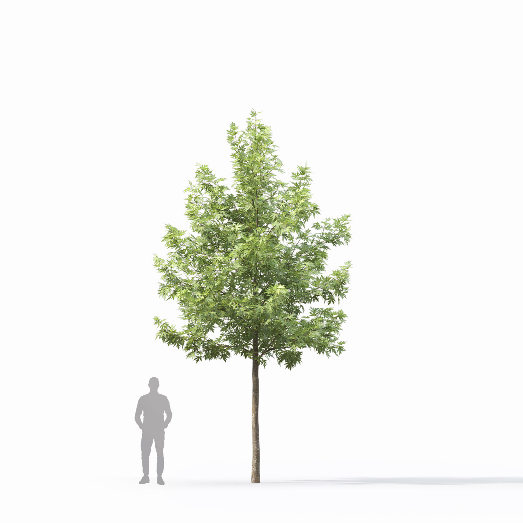 Acer saccharinum 03 3D model_4