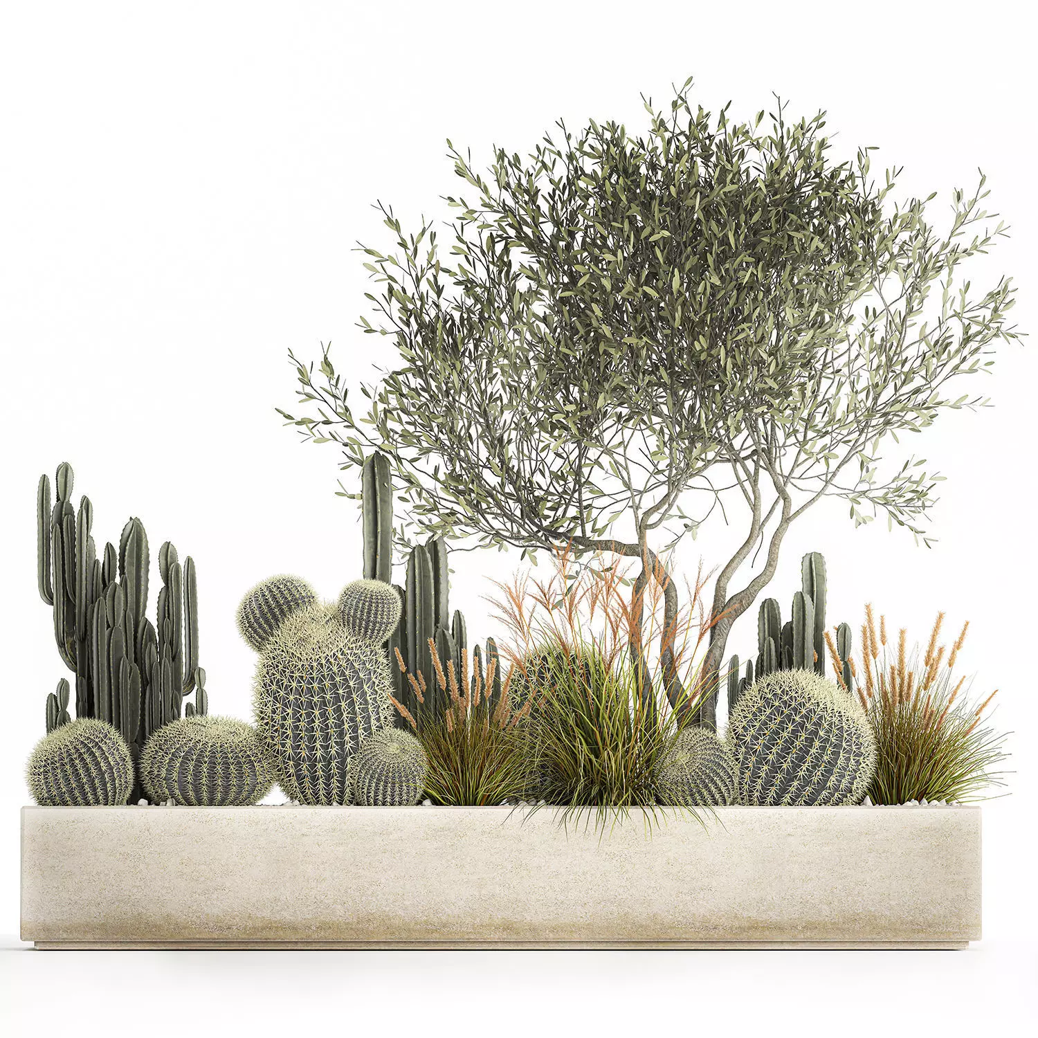 Cactus set in a flowerpot landscaping Olive tree 1105 3D model_0