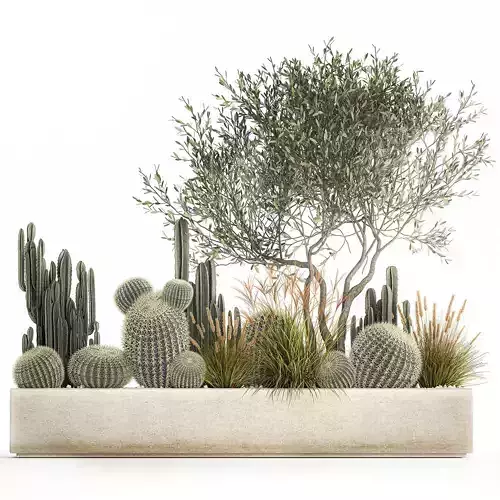 Cactus set in a flowerpot landscaping Olive tree 1105