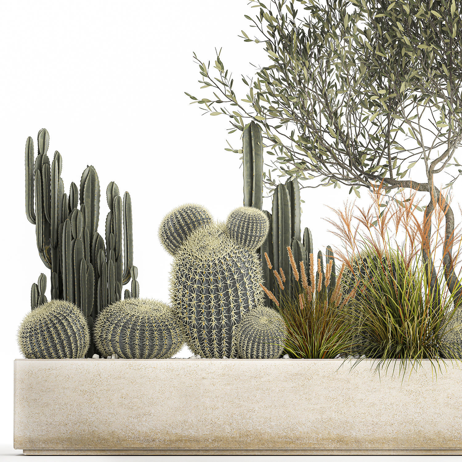 Cactus set in a flowerpot landscaping Olive tree 1105 3D model_2