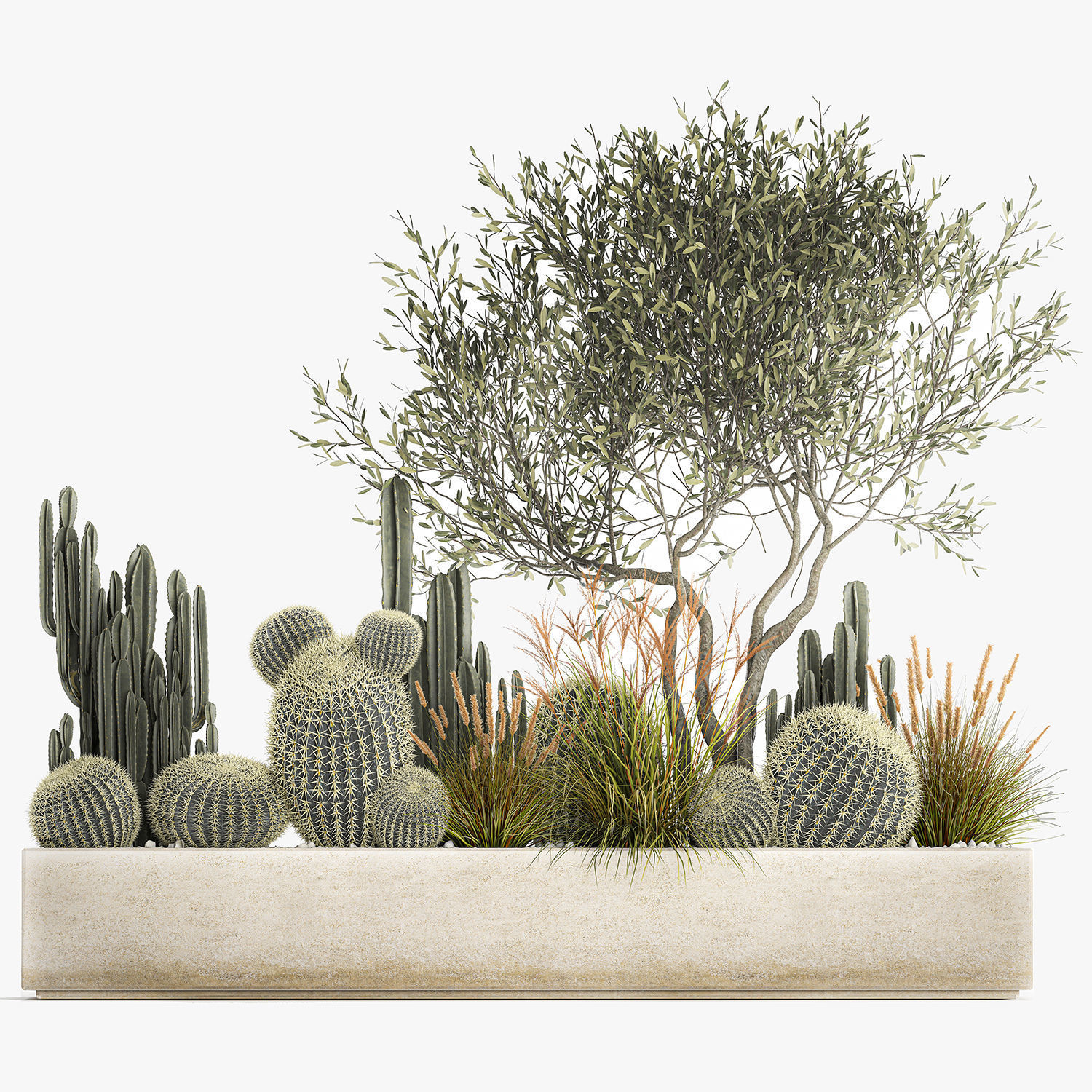 Cactus set in a flowerpot landscaping Olive tree 1105 3D model_7