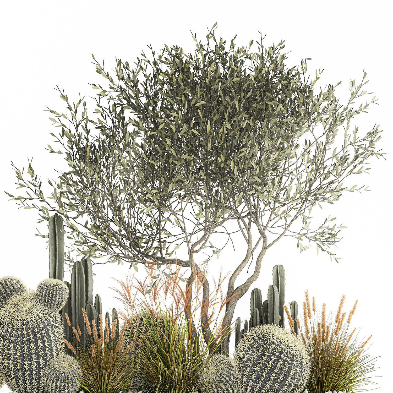 Cactus set in a flowerpot landscaping Olive tree 1105 3D model_3
