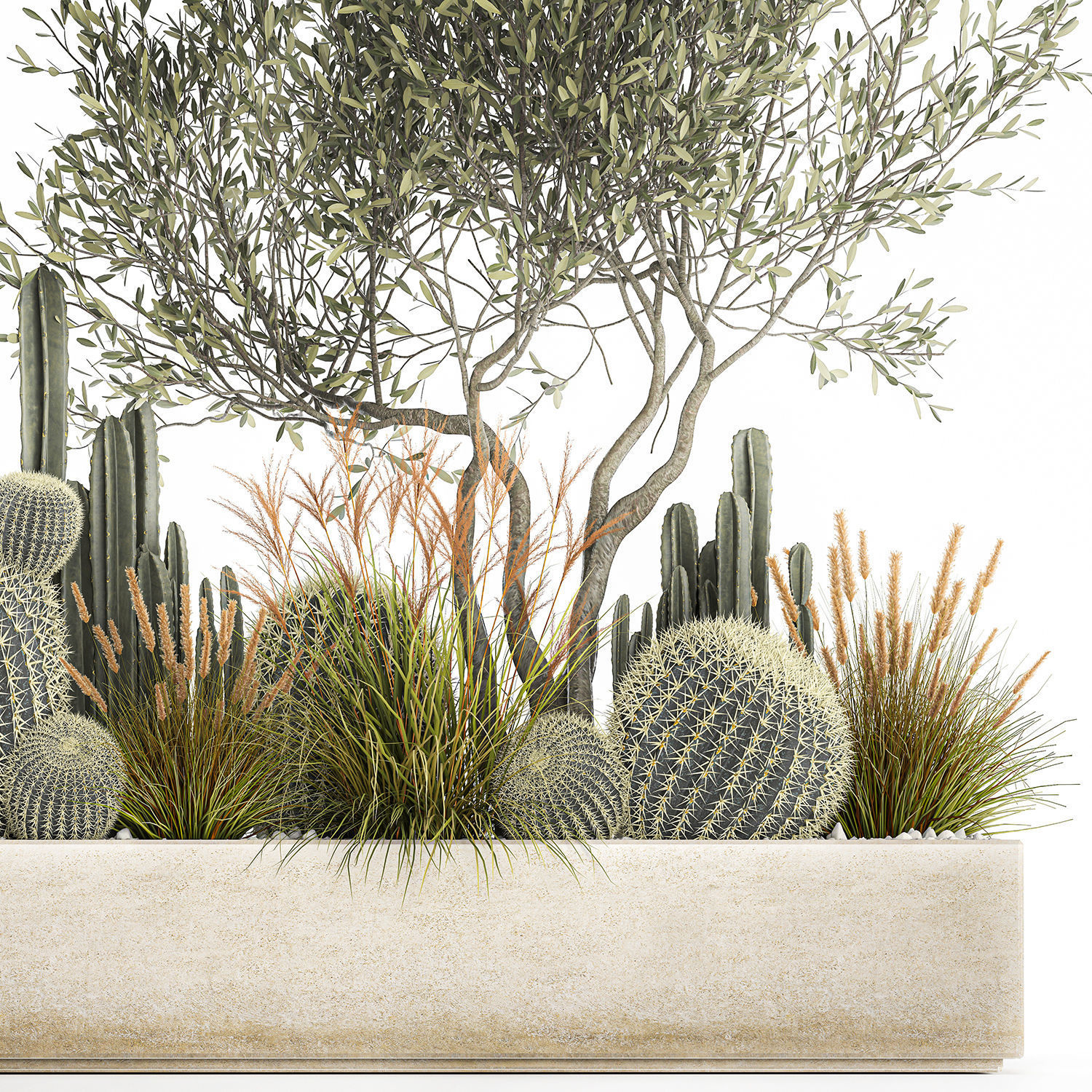 Cactus set in a flowerpot landscaping Olive tree 1105 3D model_4