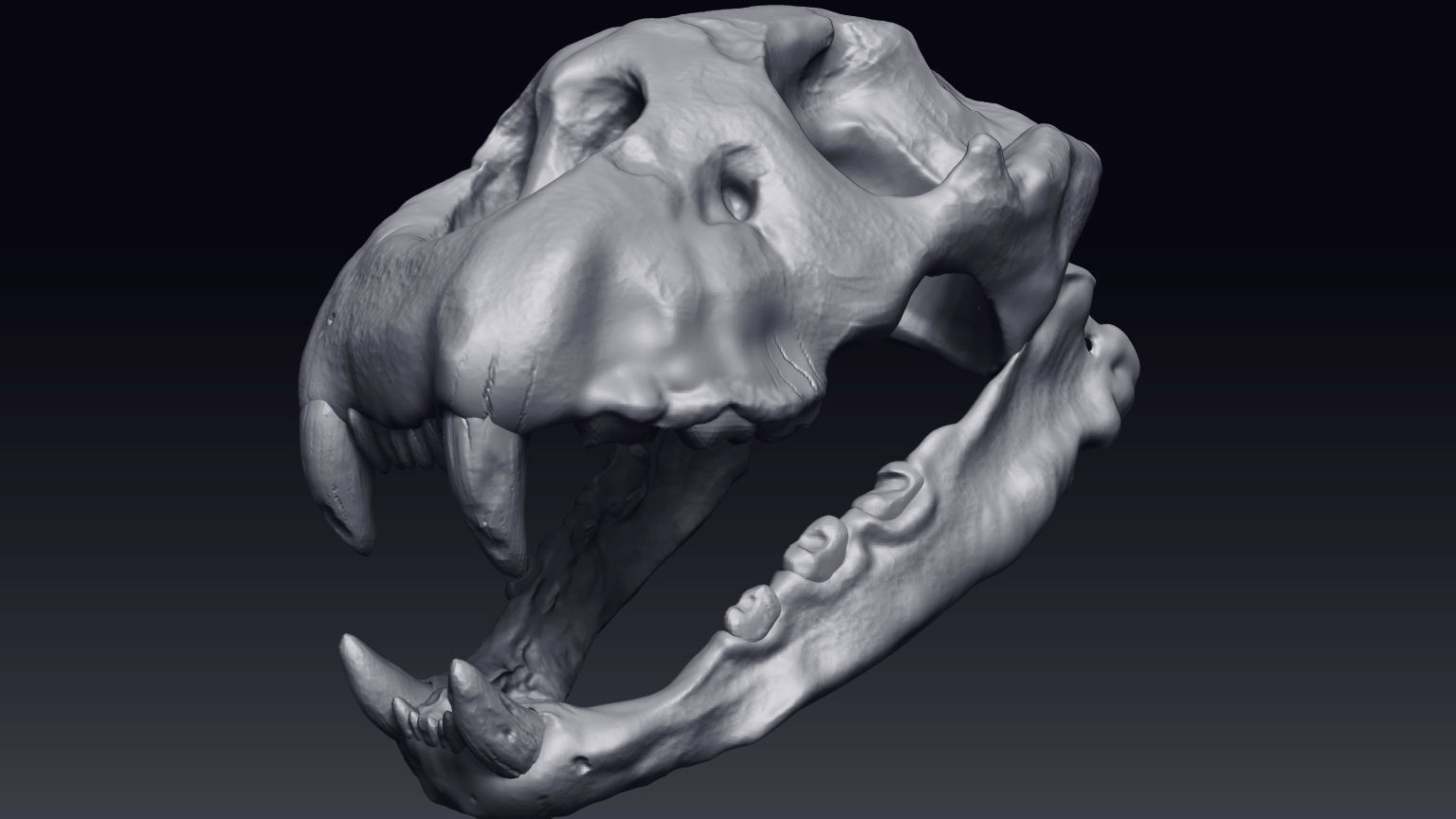 Cheetah Skull Low-poly 3D model_4