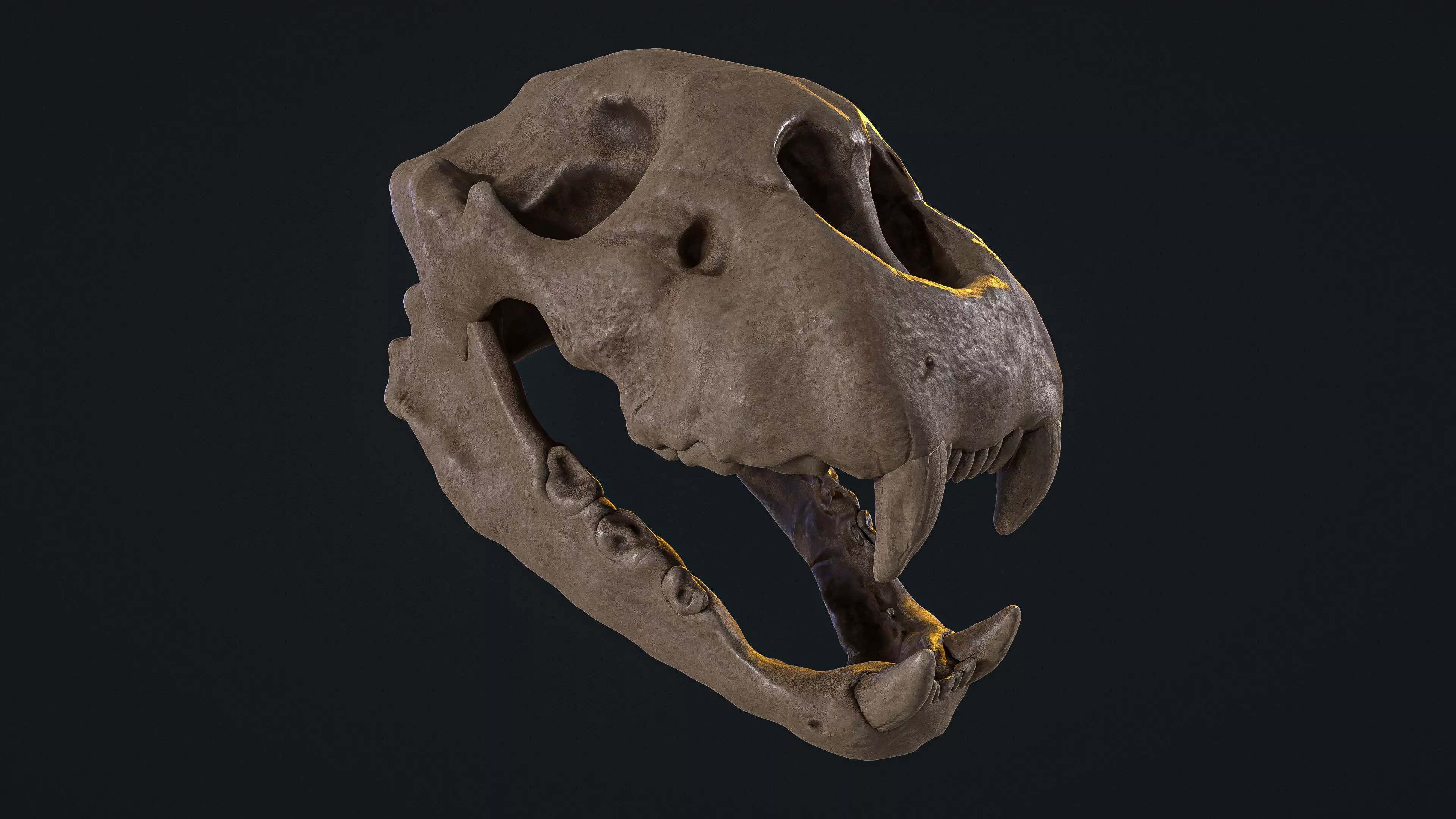 Cheetah Skull Low-poly 3D model_0