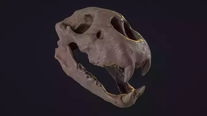 Cheetah Skull