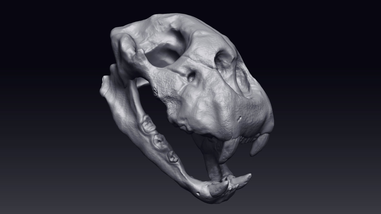 Cheetah Skull Low-poly 3D model_3